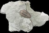 Prone Flexicalymene Trilobite In Shale - Ohio #52197-1
